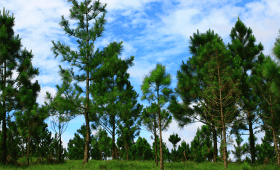 Plantation Pine Trees
