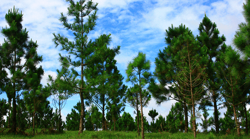 Plantation Pine Trees