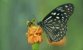 Banteay Srey Butterfly Centre (BBC)