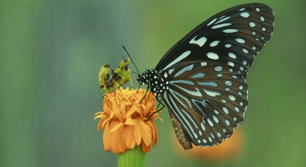 Banteay Srey Butterfly Centre (BBC)