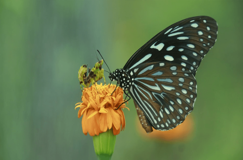 Banteay Srey Butterfly Centre (BBC)