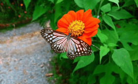 Kep Butterfly Garden