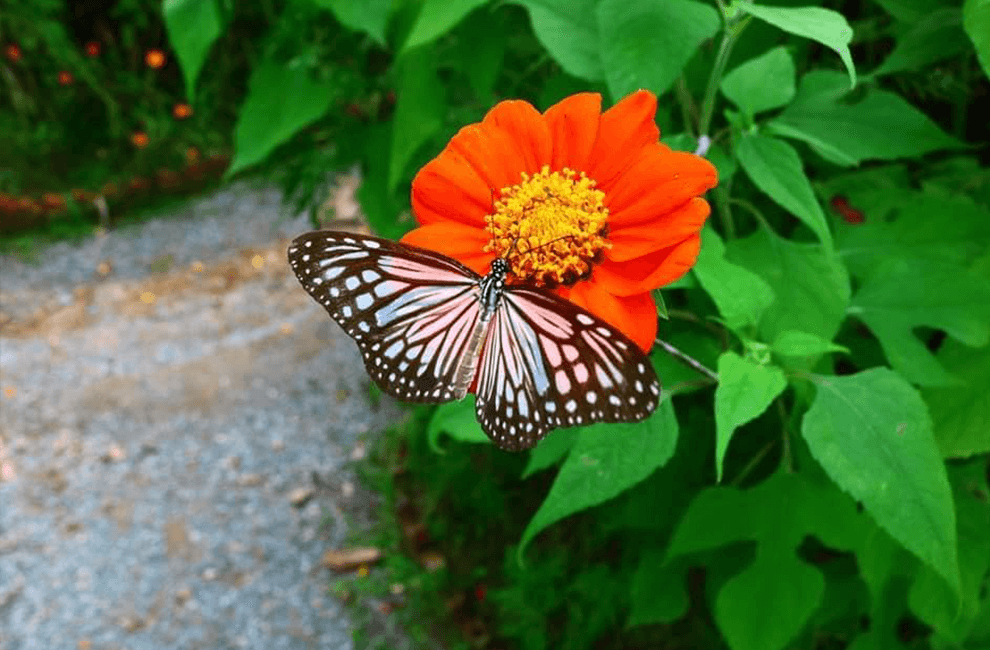 Kep Butterfly Garden