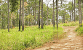 Kirirom National Park