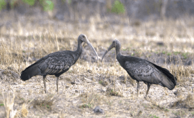 Lumphat Wildlife Sanctuary