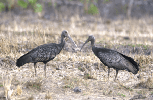 Lumphat Wildlife Sanctuary