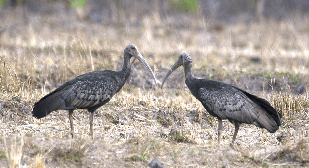 Lumphat Wildlife Sanctuary