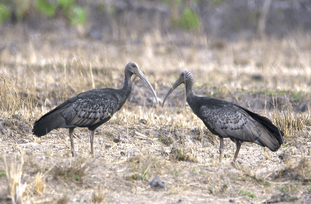 Lumphat Wildlife Sanctuary