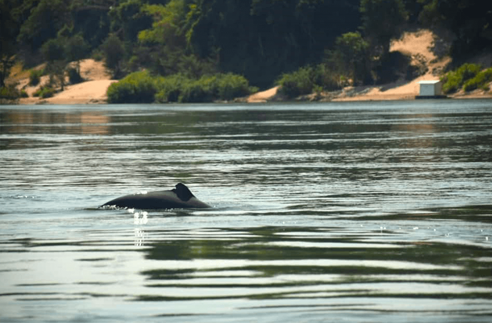 Kayaking in Mekong River: Best Things to do in Kratie Province 3 Kampi Dolphin Site