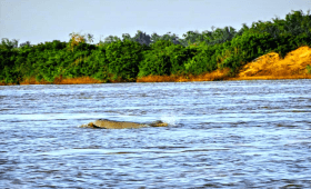 Dolphin Habitat Site