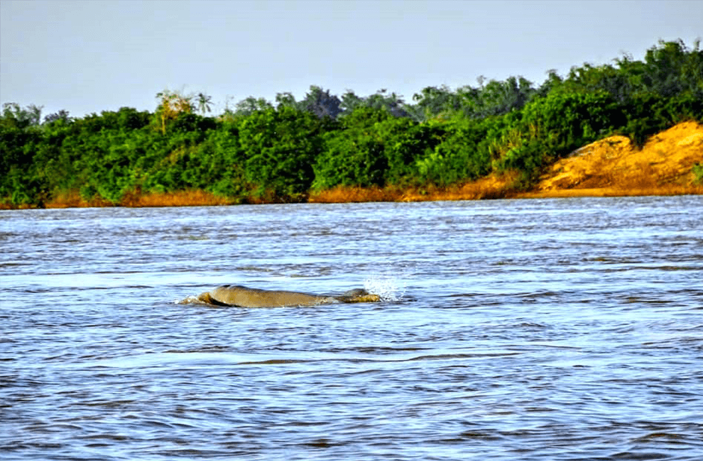 Dolphin Habitat Site