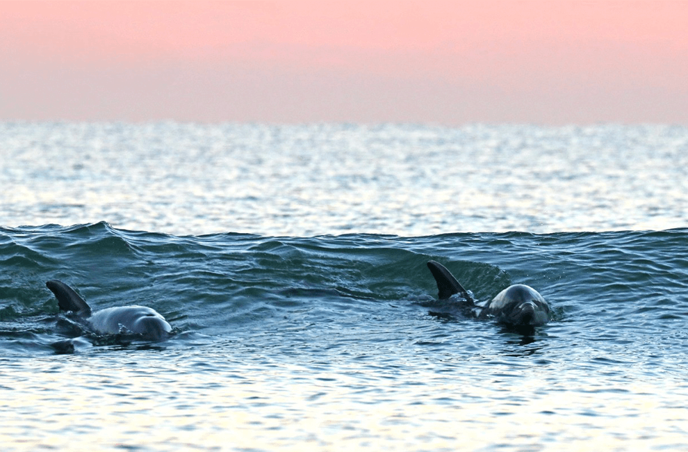 Kampi Dolphin Site: Discover Majestic Kratie Province 3 Kampi Dolphin Site