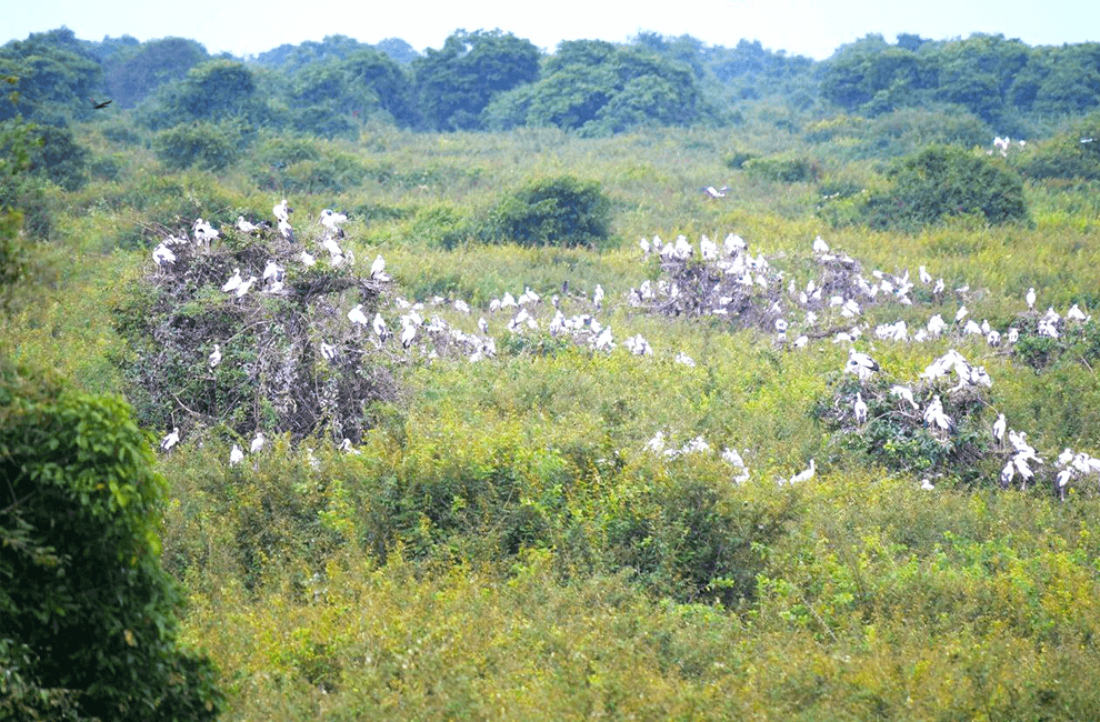 Prek Toal Bird Sanctuary: Discover the Beauty of Tonle Sap 2 Prek Toal Bird Sanctuary