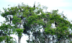 Prek Toal Bird Sanctuary