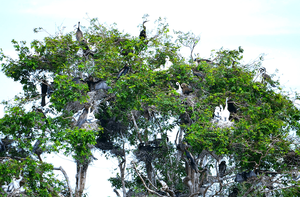 Prek Toal Bird Sanctuary