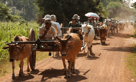 Ox Cart Tour Activity
