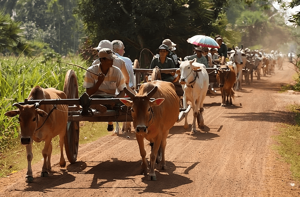 Ox Cart Tour Activity