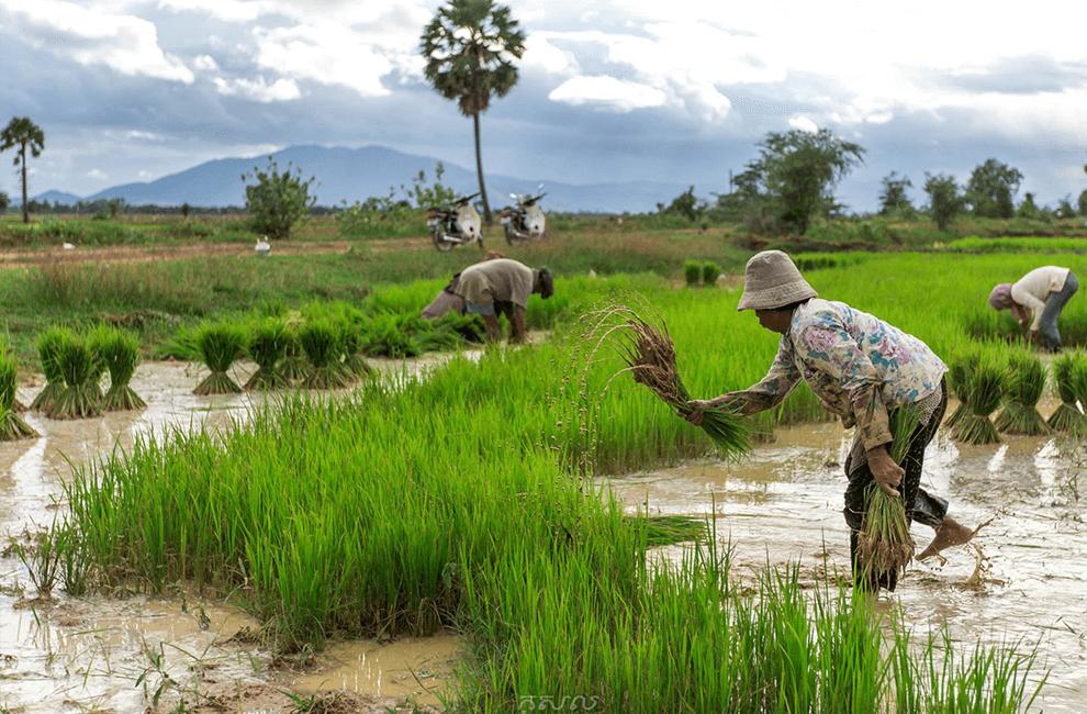 Bicycle Adventure Tips in Cambodia: A Comprehensive Guide to Exploring the Kingdom of Wonder on Two Wheels 5 Hop on Countryside Bike Tour