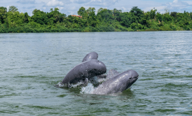 Mekong River Dolphins