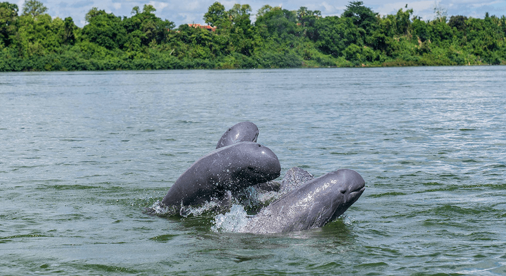 Mekong River Dolphins in Stung Treng 1 Mekong River Dolphins