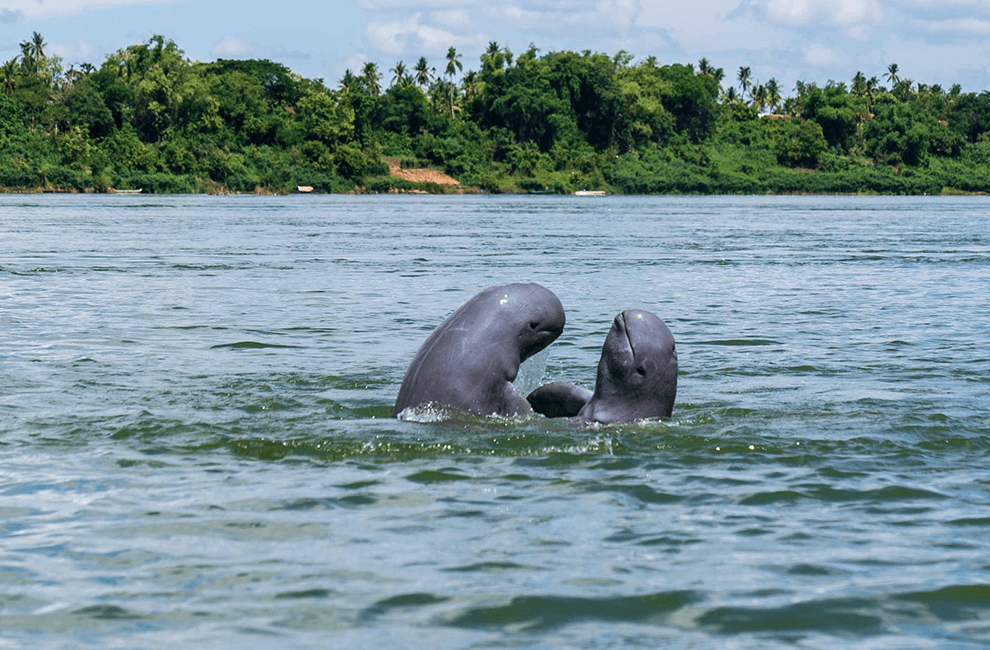 Mekong River Dolphins in Stung Treng 2 Mekong River Dolphins in Stung Treng