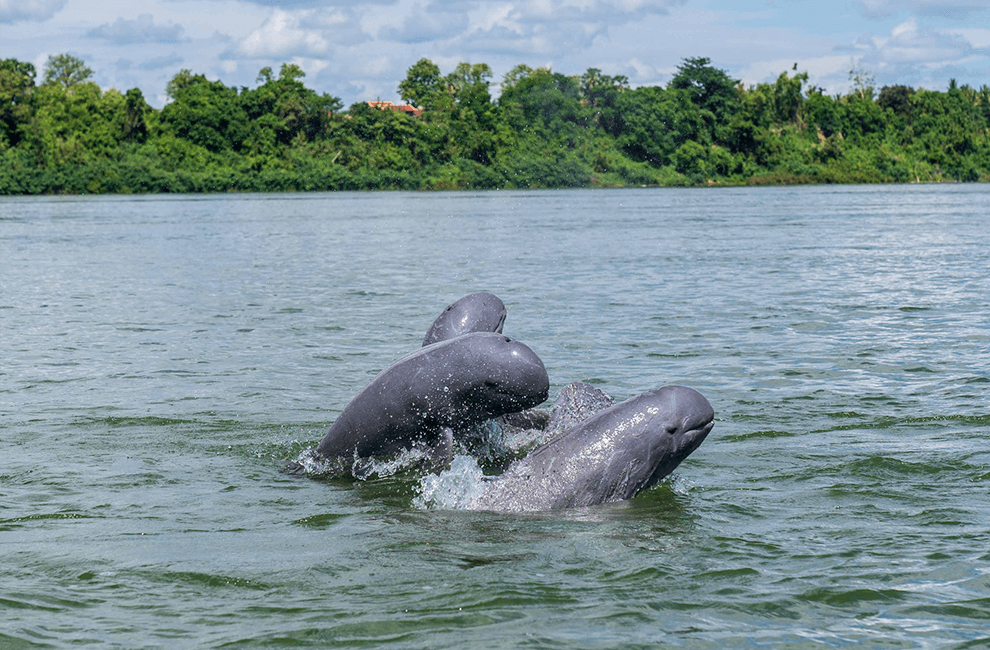 Mekong River Dolphins