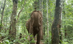 Stung Treng Wildlife Sanctuary