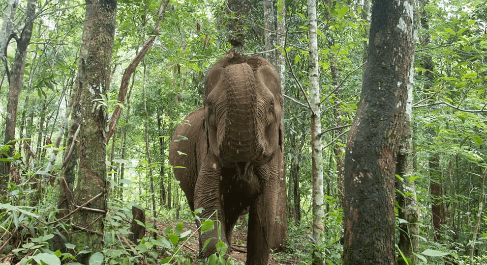 Stung Treng Wildlife Sanctuary