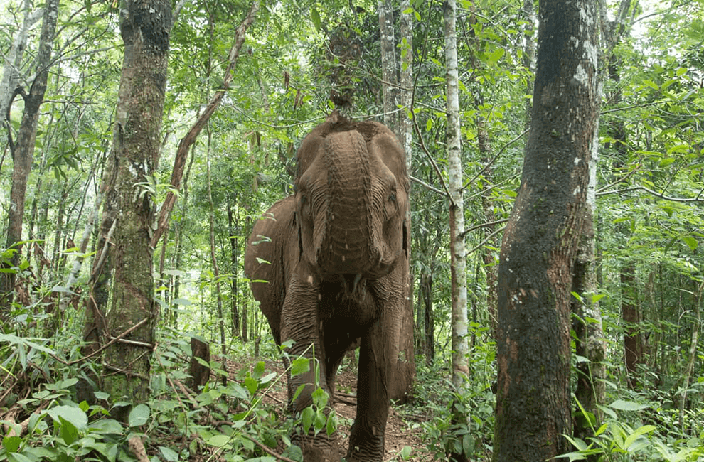 Stung Treng Wildlife Sanctuary