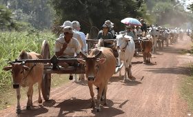 Cambodian Ox Cart