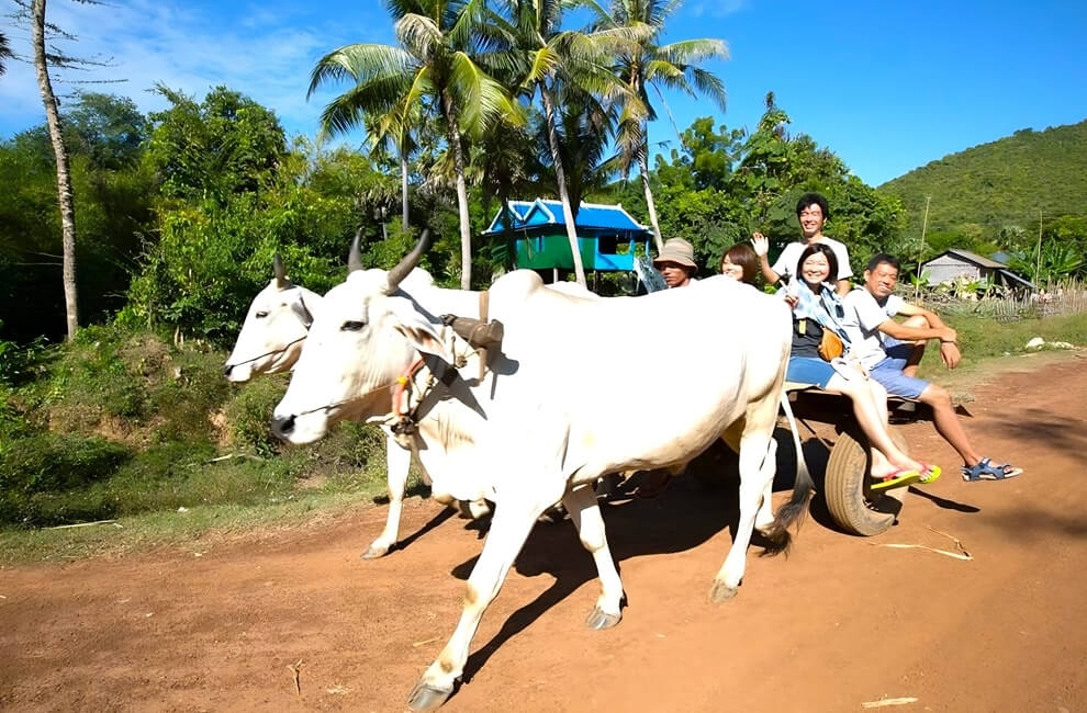 Ox Cart is Most Popular Transportation in Cambodia's Past 2 Ox Cart Cambodia