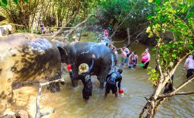 Cambodia Elephant Sanctuary, Haven for Rescued Elephants
