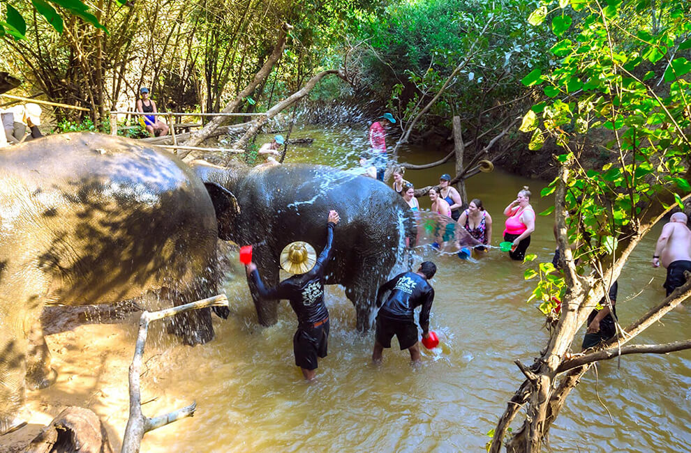 Cambodia Elephant Sanctuary, Haven for Rescued Elephants