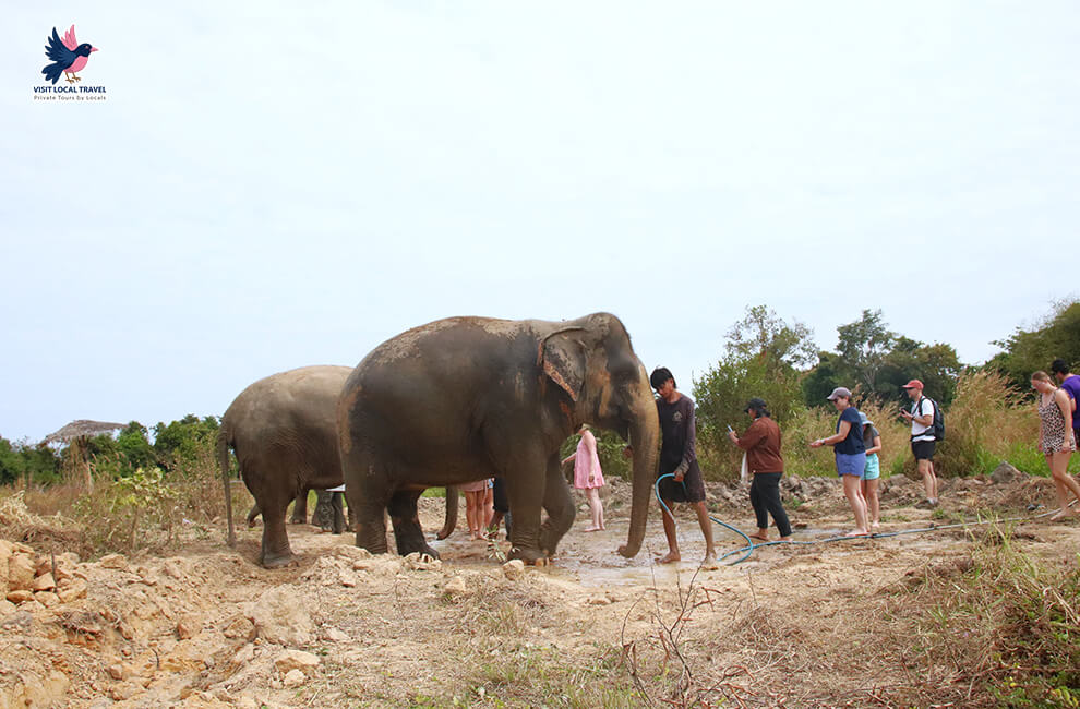 Cambodia Elephant Sanctuary: A Haven for Rescued Elephants 8 Siem Reap Elephant Sanctuary Playing Mud