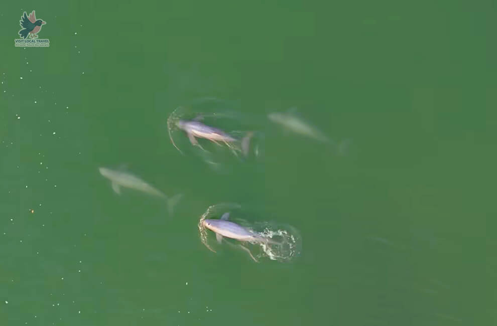 Irrawaddy Dolphins at Kampi