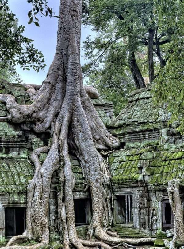 Ta Prohm Temple