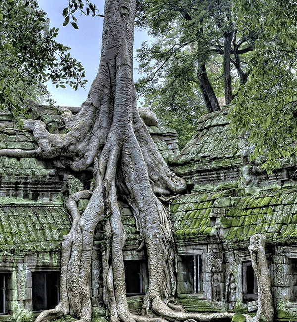 Ta Prohm Temple