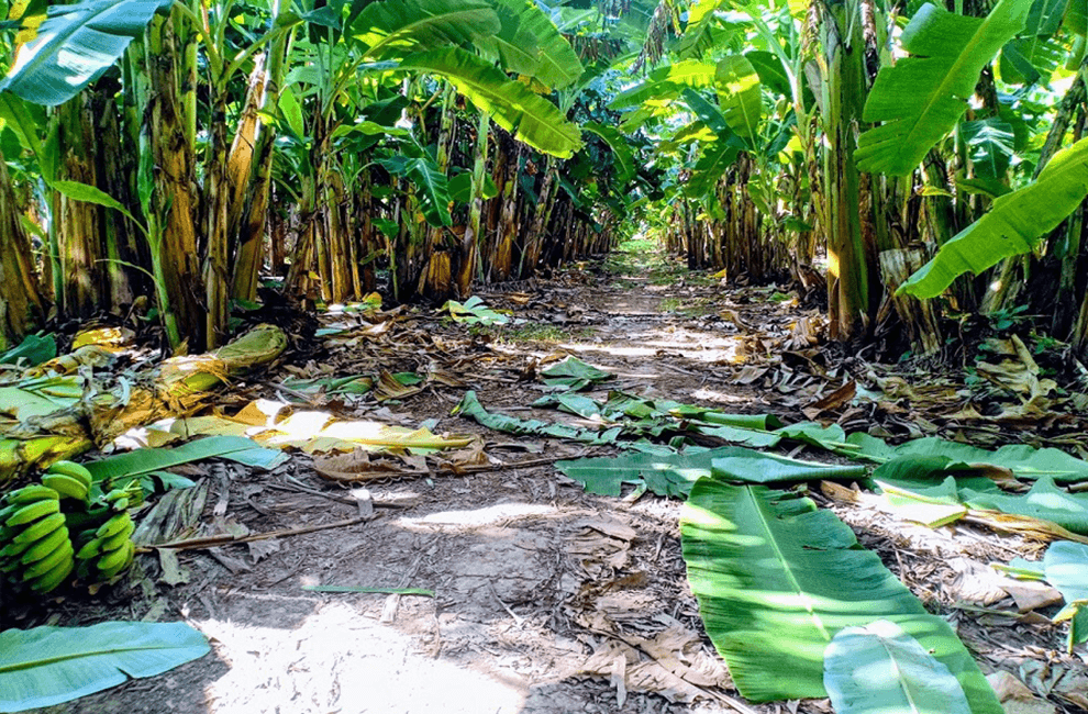 Banana Farm