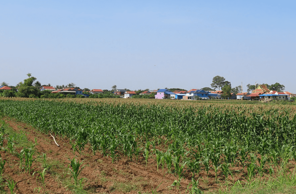 Corn Farm