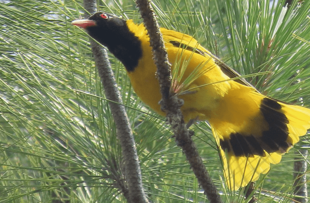 Kirirom National Park Trekking Tour