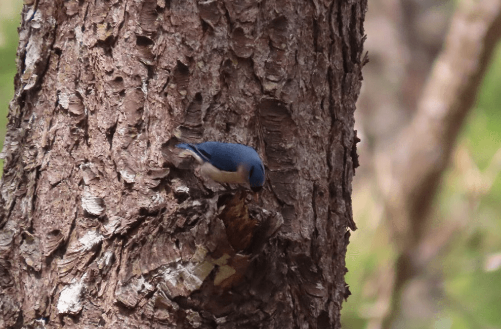 Kirirom National Park Trekking Tour