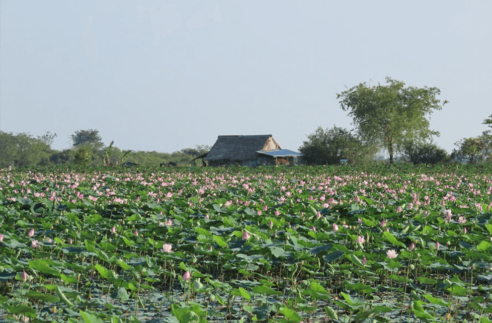 Lotus Farm