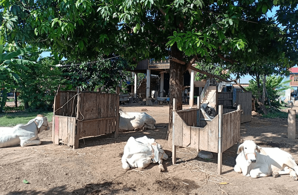 Phnom Penh Countryside Life