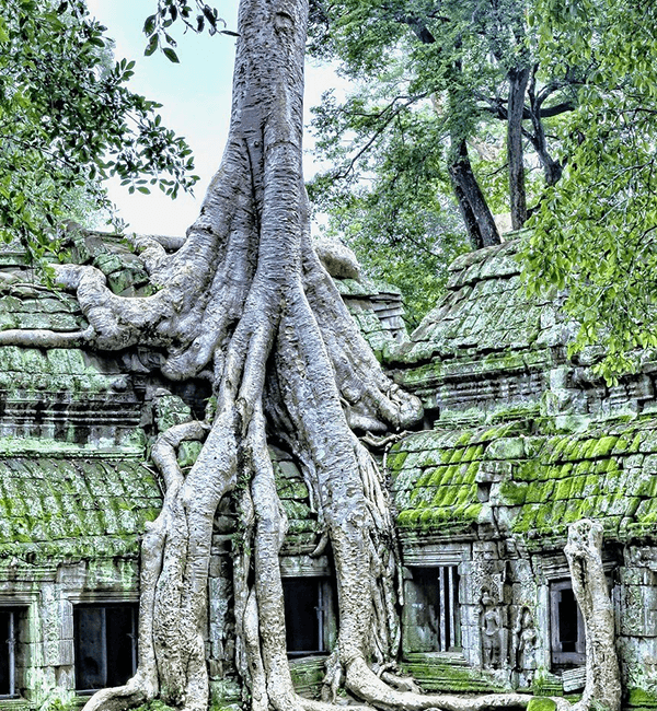 Ta Prohm Temple