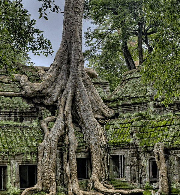 Popular Angkor Day Tour: Ta Prohm Temple