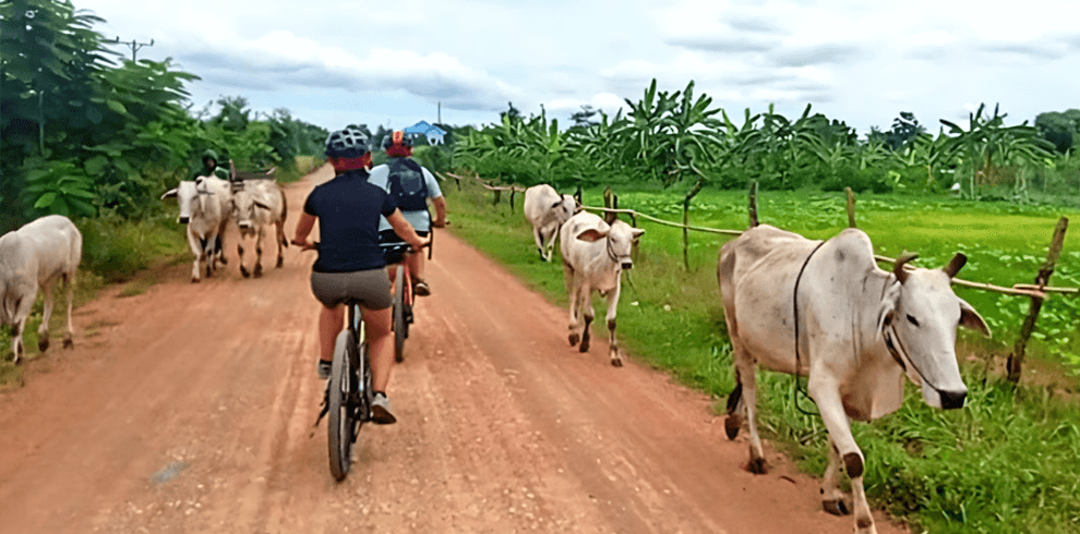 Private Countryside Bike Tour