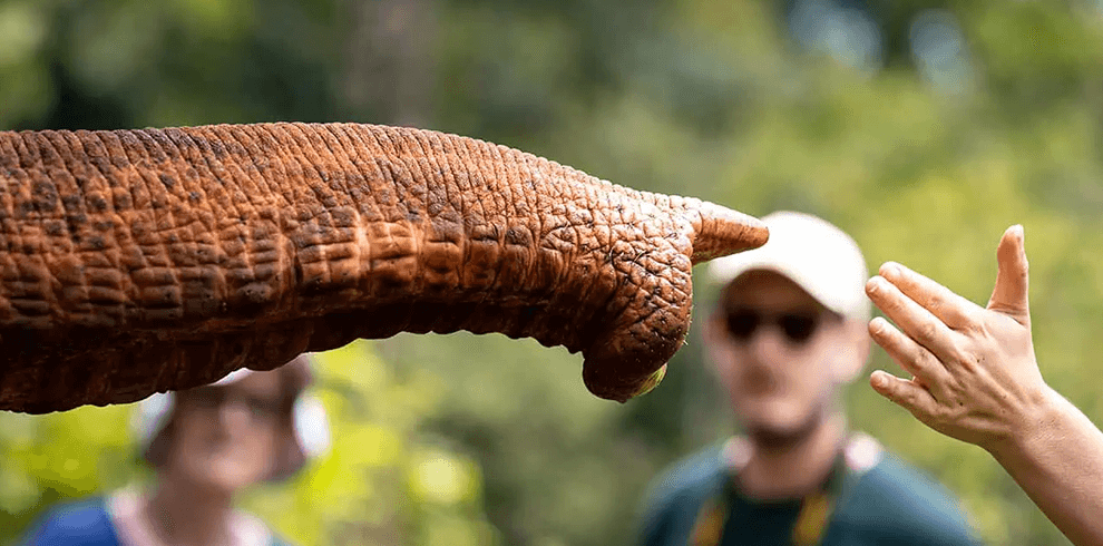 Elephant Wildlife Sanctuary