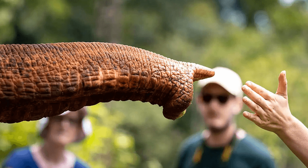 Elephant Wildlife Sanctuary