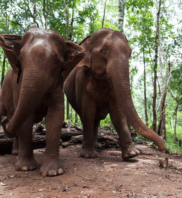 Elephant Wildlife Sanctuary Adventure