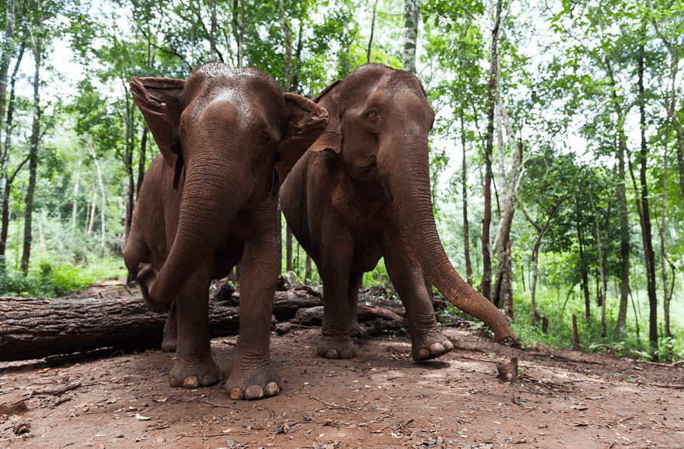 Elephant Wildlife Sanctuary Adventure